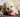 BARF – Was ist das und worauf solltest du achten?