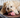 BARF – Was ist das und worauf solltest du achten?