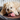 BARF – Was ist das und worauf solltest du achten?